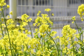 250404中学入学式-2