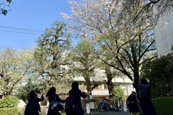 学校の桜