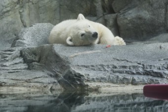 260804photoakita13