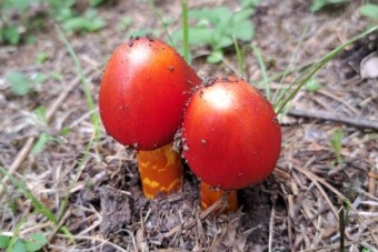 IMG_1575