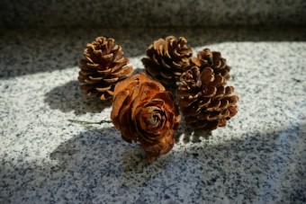 37_DSC01113